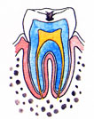 C1