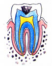 C2