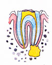 C4